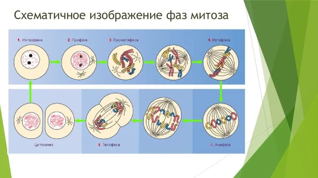 Мейоз растений и животных