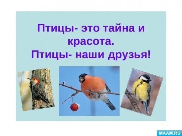 Птицы наши друзья