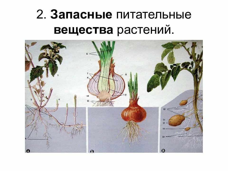 Функция запасных питательных веществ