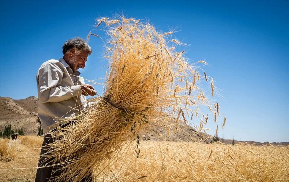 Самани из пшеницы. Hasat. Wheat Harvest. Пшеница урожай человеческий рост юмор фото.