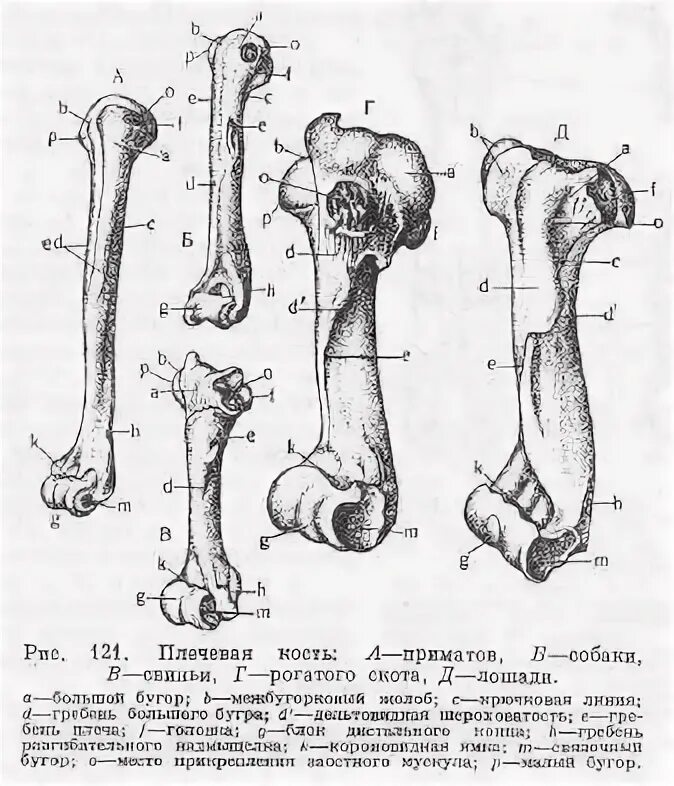 Структура кости животного. Структура кости животного. Берцовая кость крс. Кости пясти лошади. Строение плечевой кости лошади.