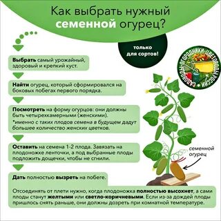 Огурцы 2023 года