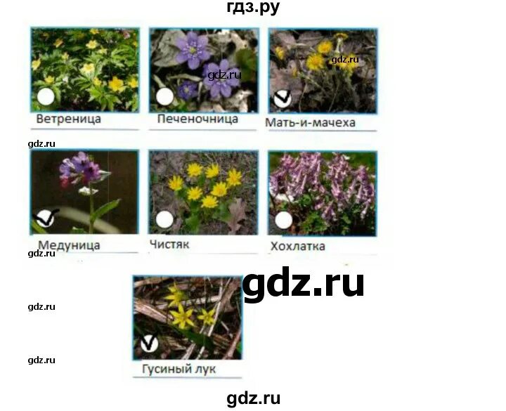 Окружающий мир 2 класс весеннее пробуждение. Весеннее Пробуждение растений рабочая тетрадь. Весеннее Пробуждение растений 2 класс окружающий мир рабочая тетрадь. Весеннее Пробуждение растений 2 класс окружающий мир. Весеннее Пробуждение растений 2 класс рабочая тетрадь.