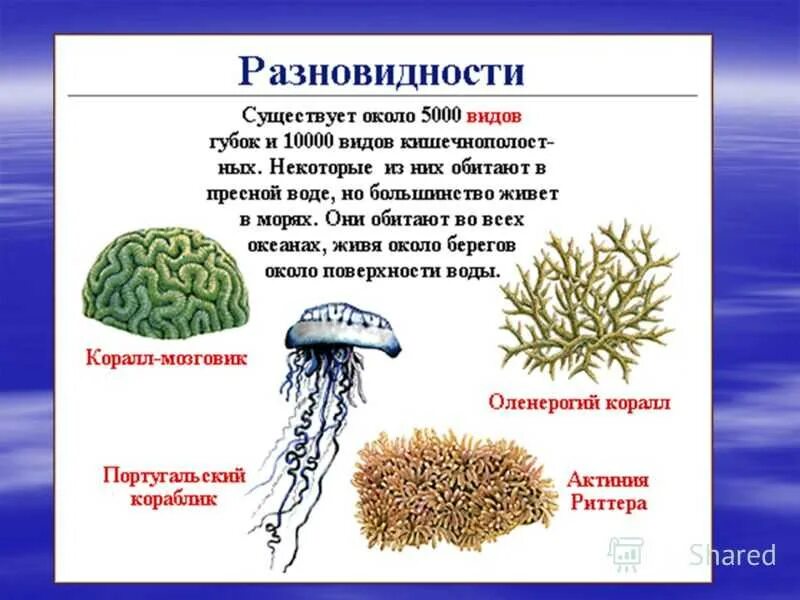 Многообразие кишечнополостных. Кишечнополостные 7 класс биология. Многообразие кишечнополостных 7 класс биология. Класс Кишечнополостные 7 класс биология. Кишечнополостные презентация.