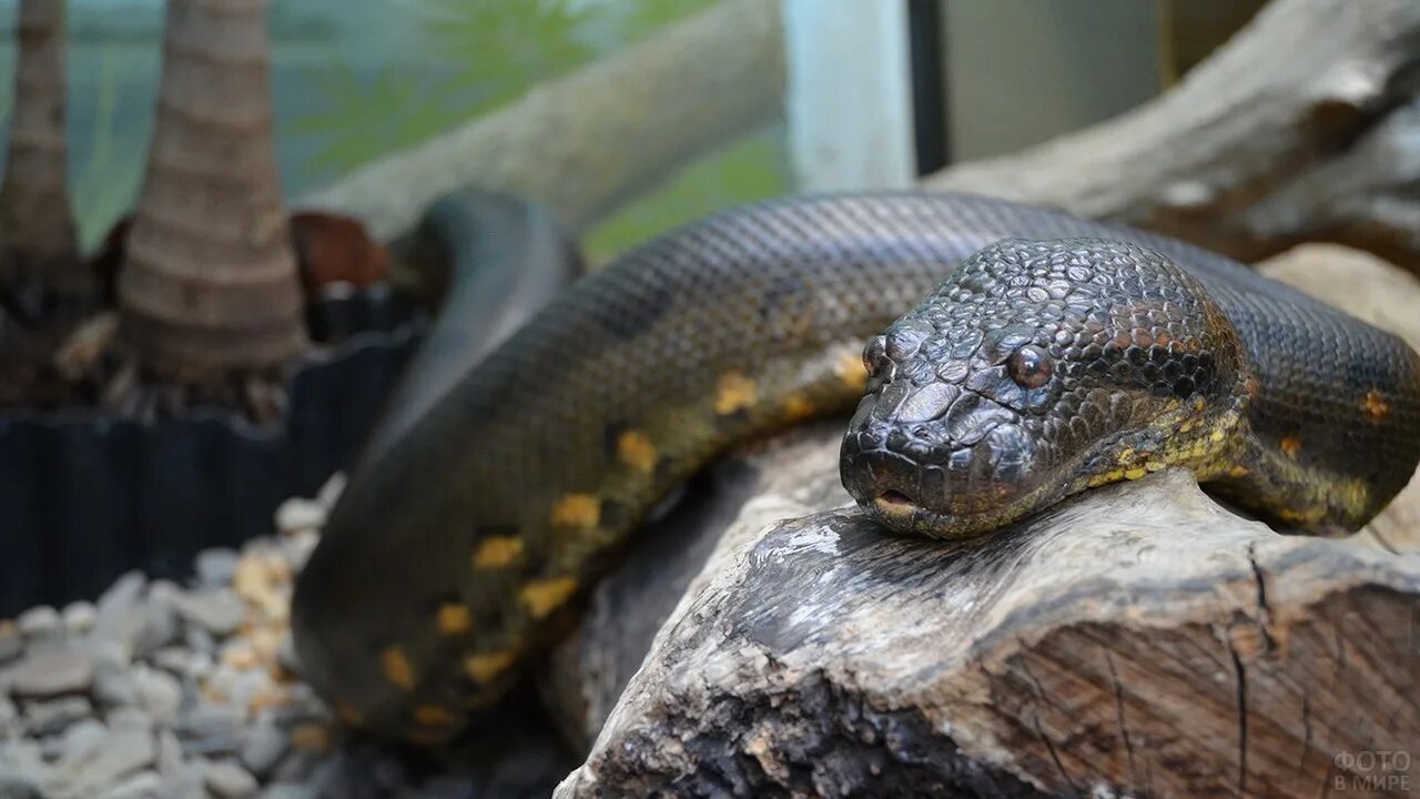 Анаконда змея. Анаконда eunectes murinus. Гигантская зеленая Анаконда. Анаконда черная змея. Где живет анаконда