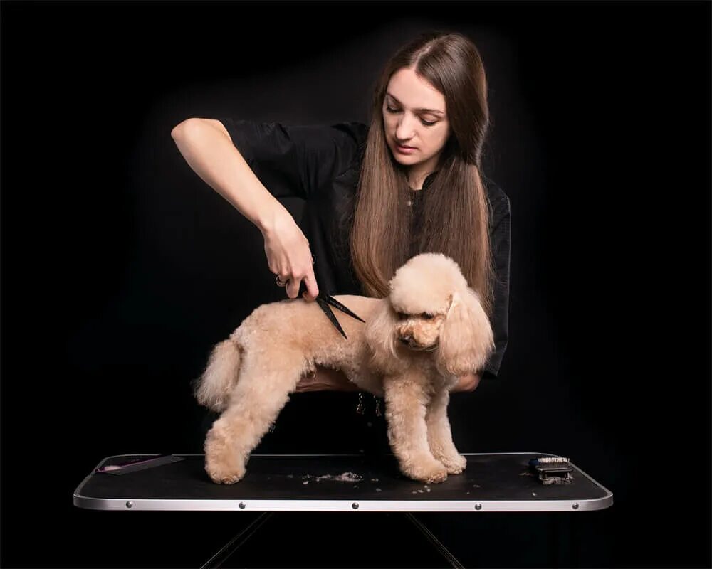 грумминг для собак. профессия грумер. грумер. арчибальд груминг. как стала грумером.