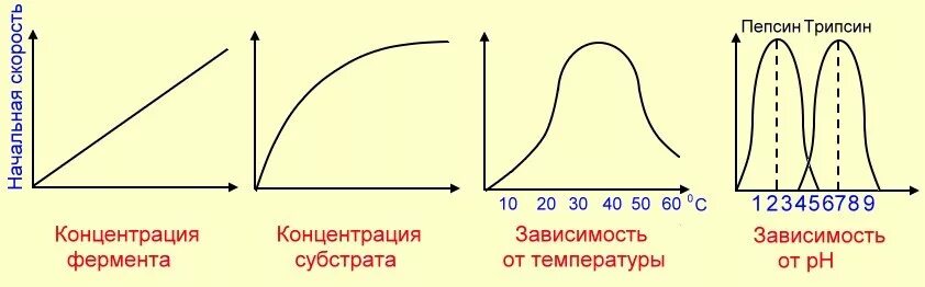 График зависимости фермента от температуры. Зависимость активности ферментов график. Графики зависимости ферментативной активности. Зависимость скорости реакции от концентрации фермента графической. График зависимости скорости ферментативной реакции от температуры.