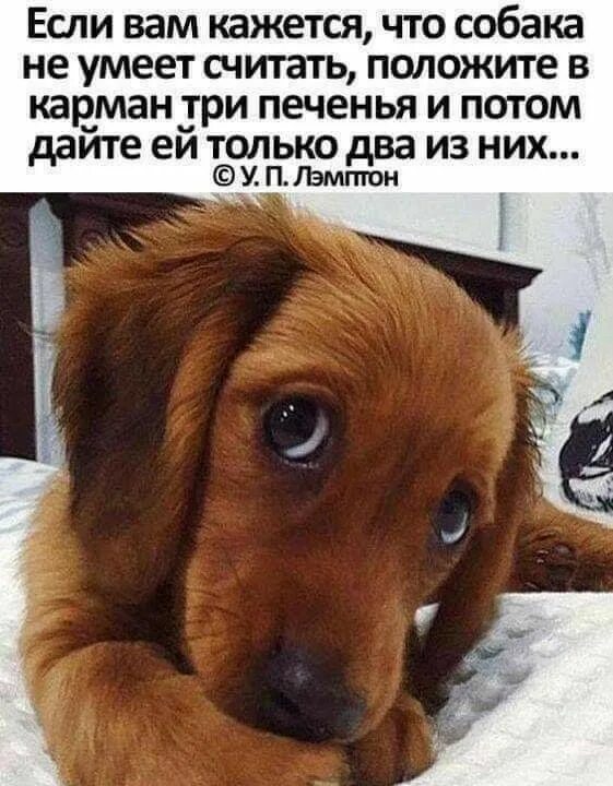 Интересные факты о животных. Немецкая овчарка доклад. Чего не умеют собаки. Еда для собак. Может ли собака смеяться.