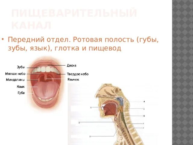 Какая функция глотки. Пищеварительная система ротовая полость анатомия. Строение ротовой полости 8 класс биология. Глотка и пищевод анатомия. Пищеварительная система. Полость рта. Язык. Строение. Функции..