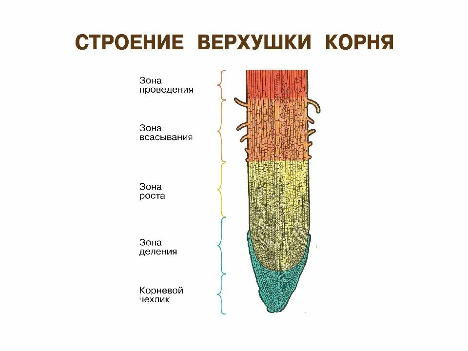 Строение корня ответ. Строение корня. Внутреннее строение корня. Клеточное строение корня. Клеточное строение корня 6 класс.