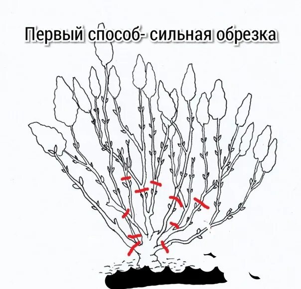 Можно ли обрезать сирень. Весенняя обрезка сирени схема. Спирея обрезка весной схема. Спирея метельчатая обрезка осенью. Обрезка метельчатой гортензии весной.