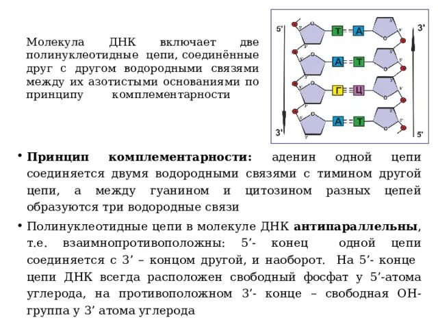 Как называются цепи днк. Структура полинуклеотидной цепи ДНК. Молекула ДНК по принципу комплементарности. Цепочка ДНК по принципу комплементарности. Комплементарность азотистых оснований в молекуле ДНК.