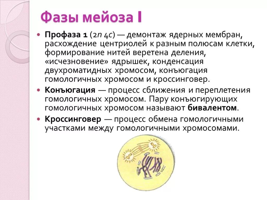 Расхождение центриолей к полюсам клетки происходит. Фазы профазы 1 мейоза. 1 Деление мейоза фаза профаза. Характеристика профазы 1 мейоза. Стадии профазы 1 мейоза.