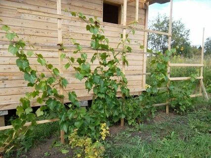 На каком расстоянии от забора сажать виноград