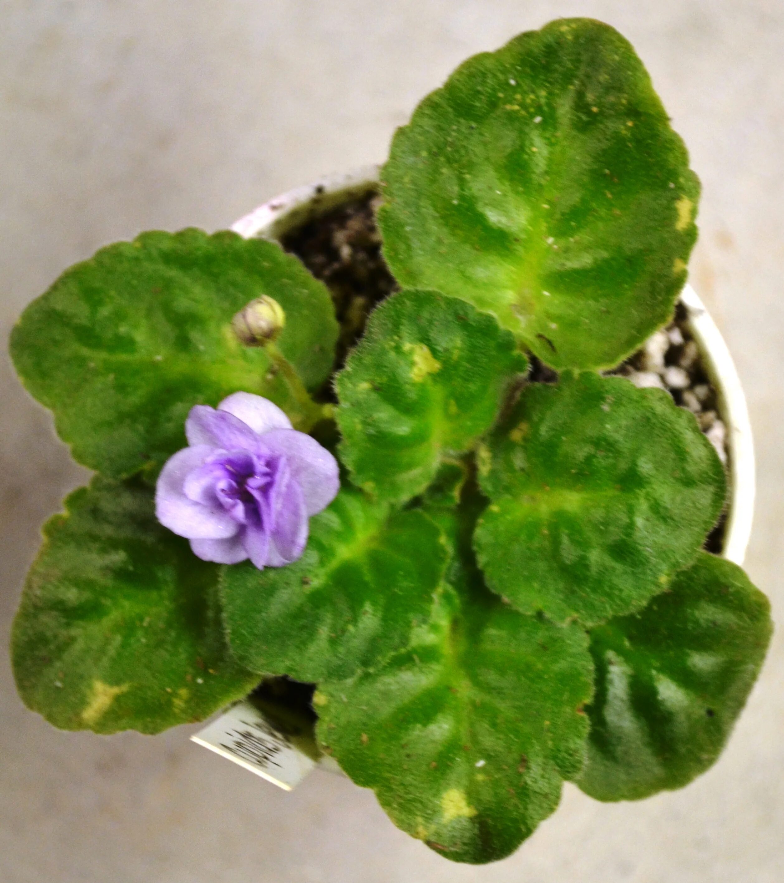 Фиалка науки. Фиалка Cupid's Jewel. Фиалка African Violet. Фиалка ПЭТ Трейси. Фиалка Думплин.