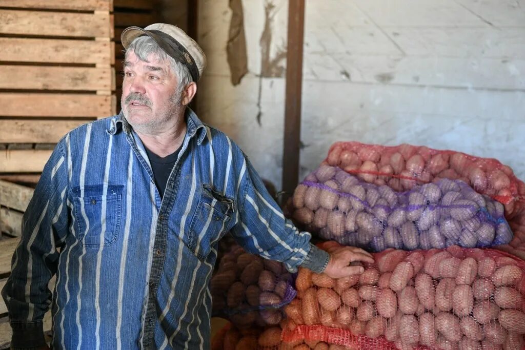 Картофель карелия описание сорта. Фермер концевой Сортавала. Лукашенко собирает картошку. Дедушка с картошкой ,фото Мелитополя.