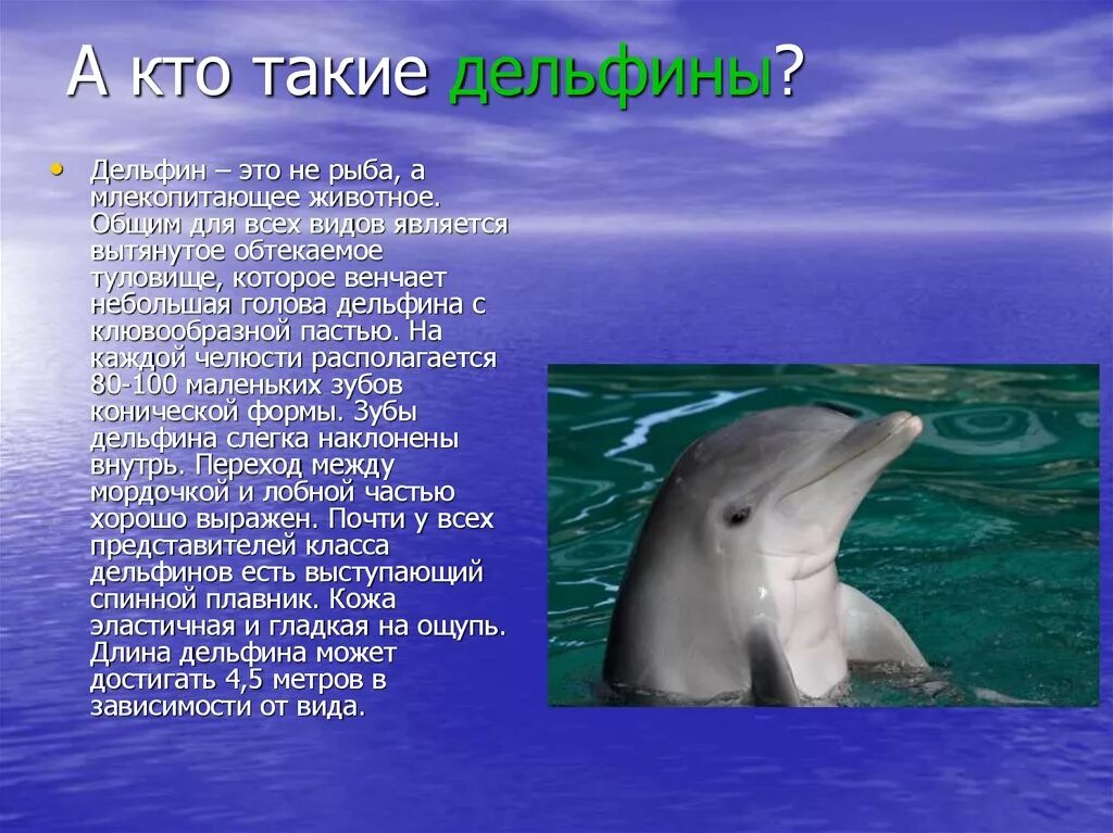 Дельфин это рыба или млекопитающее. Дельфины это рыбы или млекопитающие. Дельфины млекопитающие. Кто такой Дельфин. Дельфин относится к группе животных