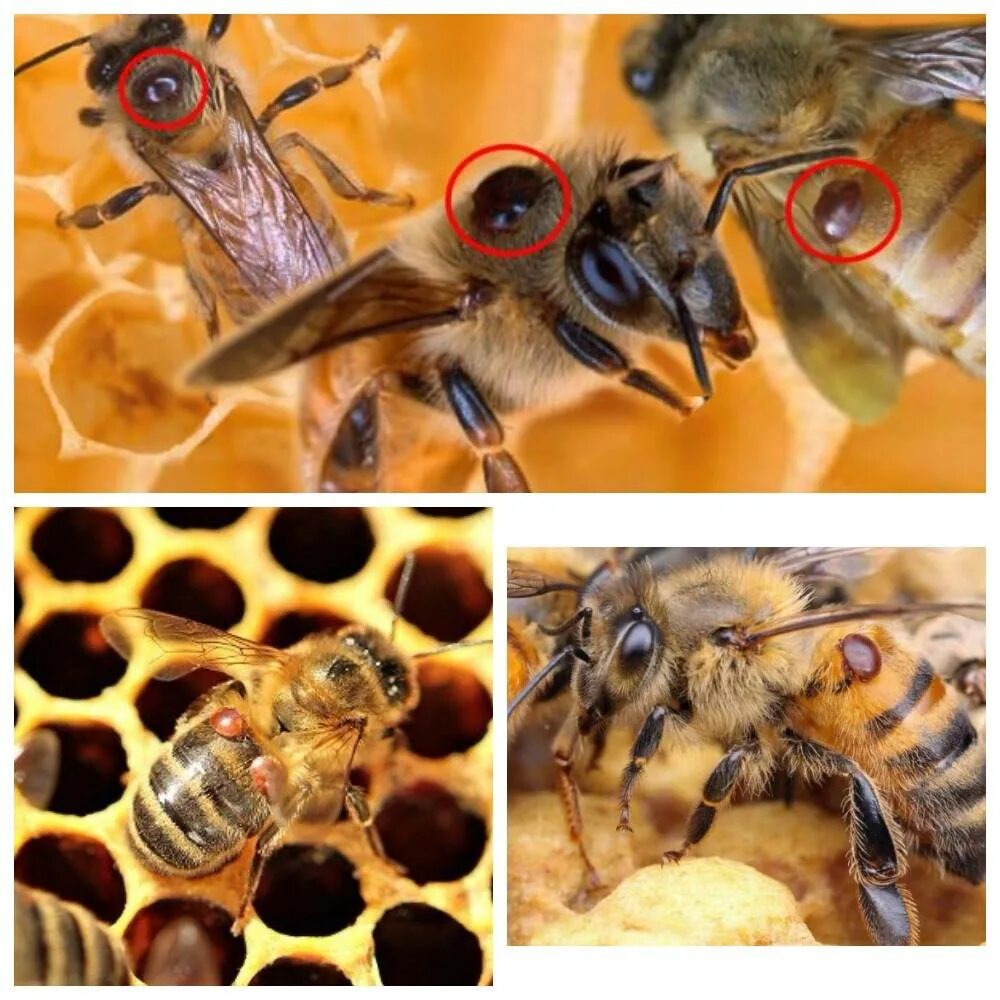 Как еще называют болезнь пчел. Варроатоз болезнь пчел. Варроатоз медоносных пчел. Клещ варроа на пчеле. Пчелиная болезнь нозематоз.