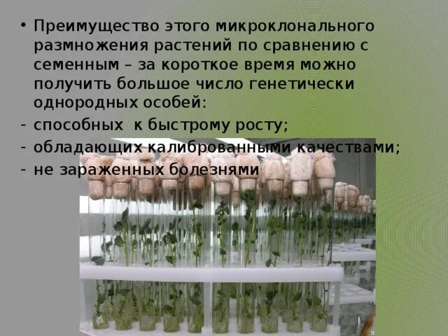 Метод микроклонального размножения растений. Этапы микроклонального размножения растений. Технология клонального размножения. Микроклональное размножение схема. Недостатки микроклонального размножения растений.