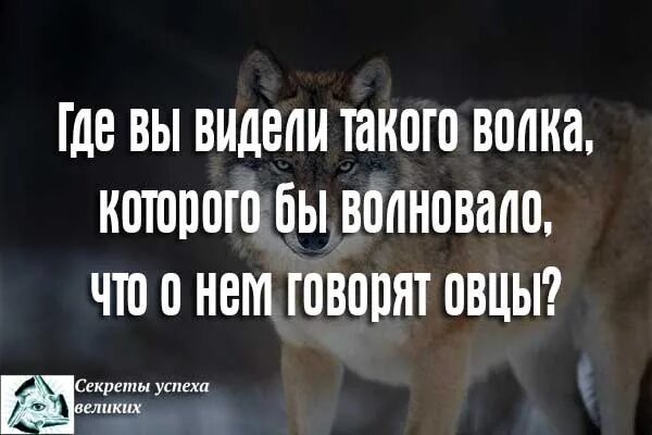 Мнение не волнует. Овцы всегда боялись Волков. Льву наплевать на мнение овец. Льву наплевать. Волки и овцы цитаты.