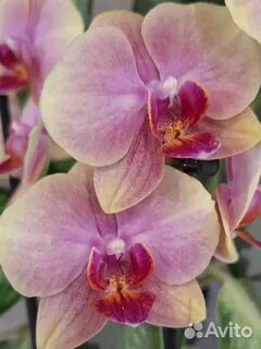 Қаншық өкшесін басып, допты өкшемен таптайды