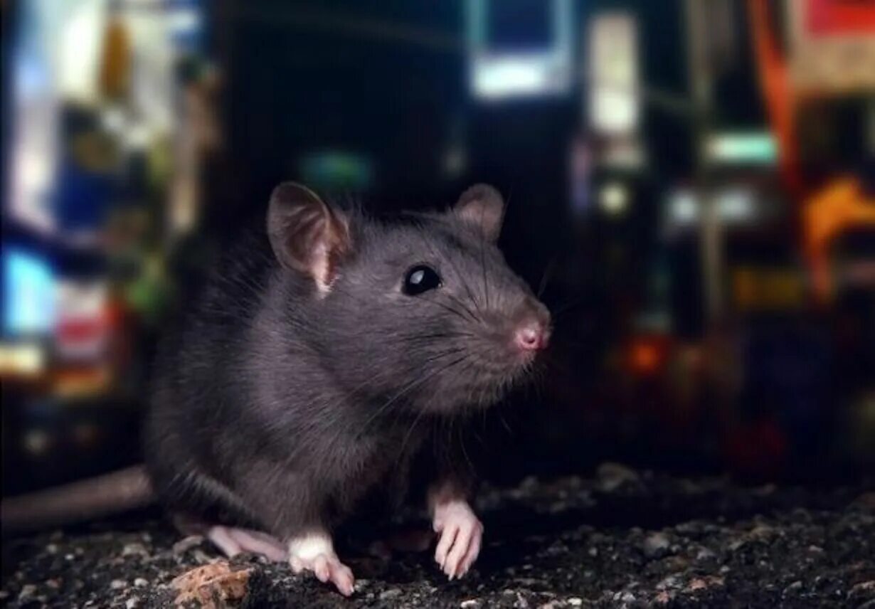 серая большая крыса пасюк. крыса уличная. московские метрополитеновские крысы. серая крыса пасюк крупная. крыски уличные.