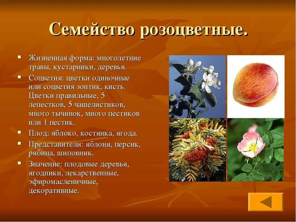Какое расположение листьев у розоцветковых Зеленчук листорасположение