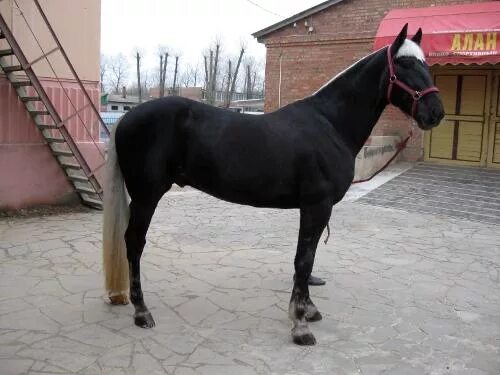 Discover the Beauty of American Saddlebred Horses