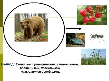 Чем питаются животные покажи