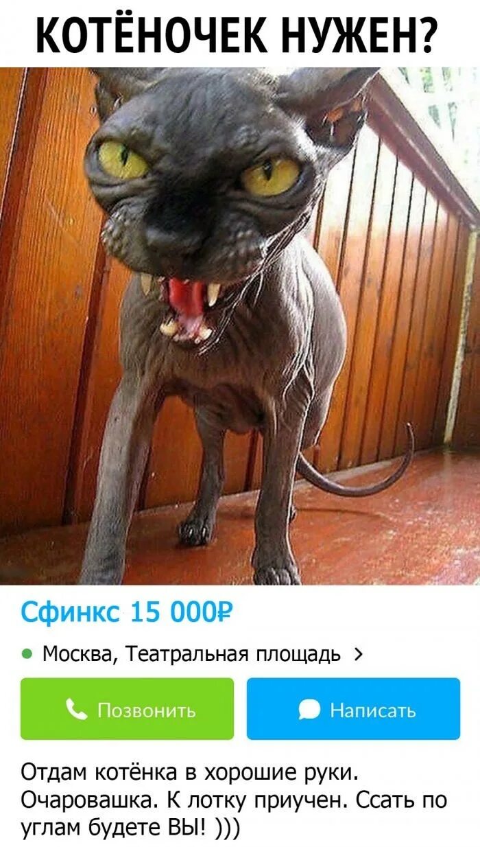 Сфинкс цитаты