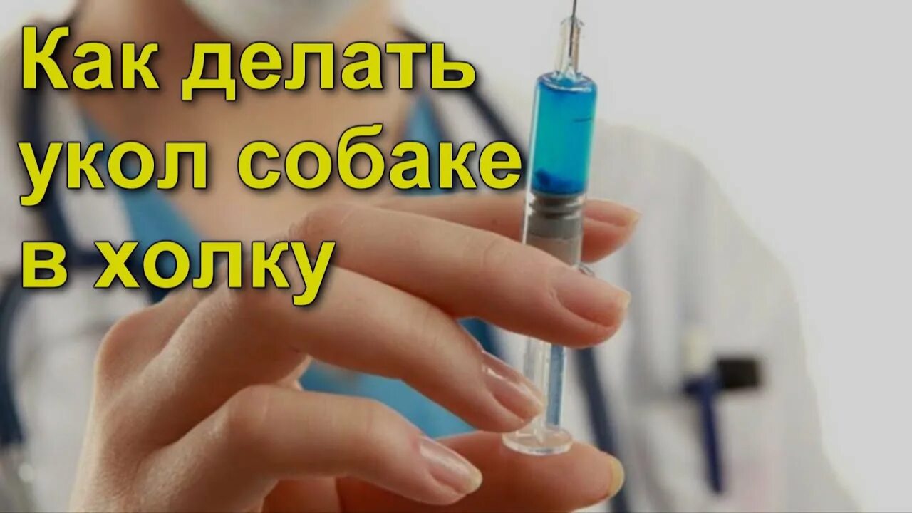 Как колоть прививку. Прививка подкожно собаке. как делать укол собаке в холку. как колоть прививку щенку. вакцинация собак подкожно.