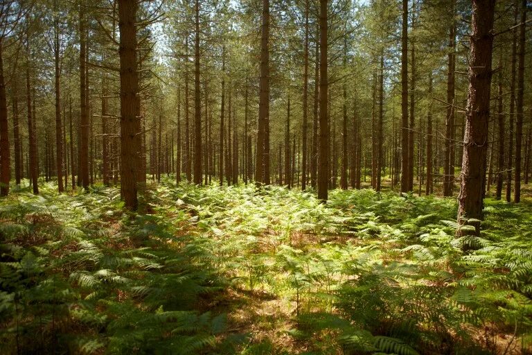 Тосно лес. Тосненский район Ленинградской области леса. Лес Тосненский район. Леса Ленобласти.