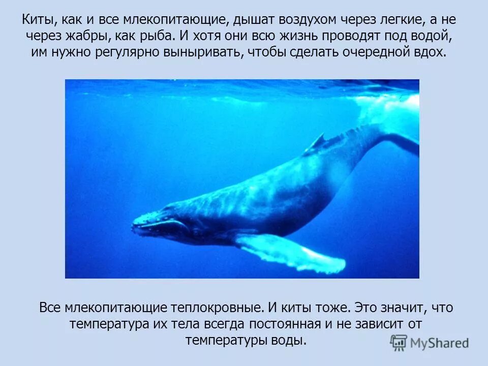 Кит млекопитающее или. Кит млекопитающее или. Почему кит зверь. Дельфин это рыба или млекопитающее. Северный синий кит красная книга.