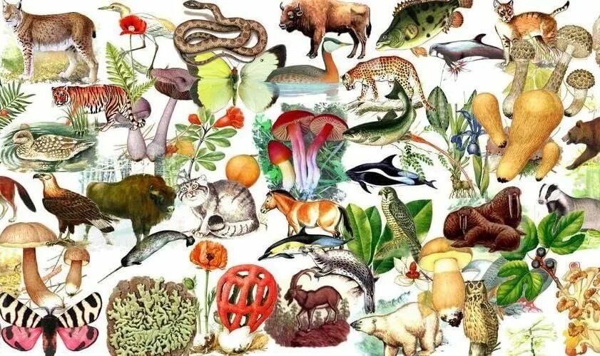 Живые организмы в горах. Животные разнообразие. Коллаж мир животных и растений. Многообразие видов животных. Многообразие видов.