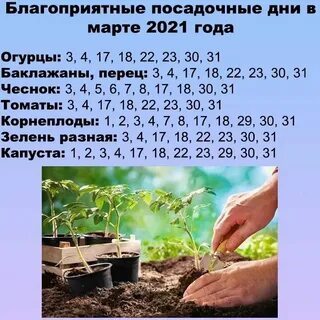 Посадочные дни тюльпанов в октябре