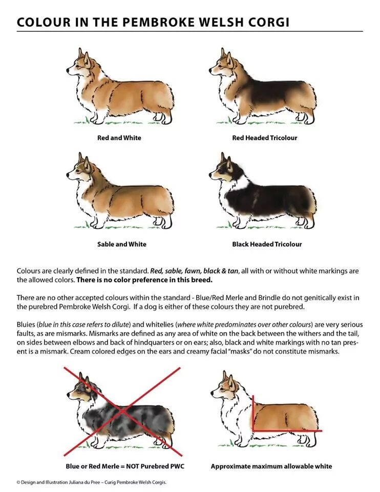 Вес кобелей корги пемброк стандарт. Корги кардиган и пемброк. Вельш корги кардиган и пемброк. Корги стандарт породы окрас.