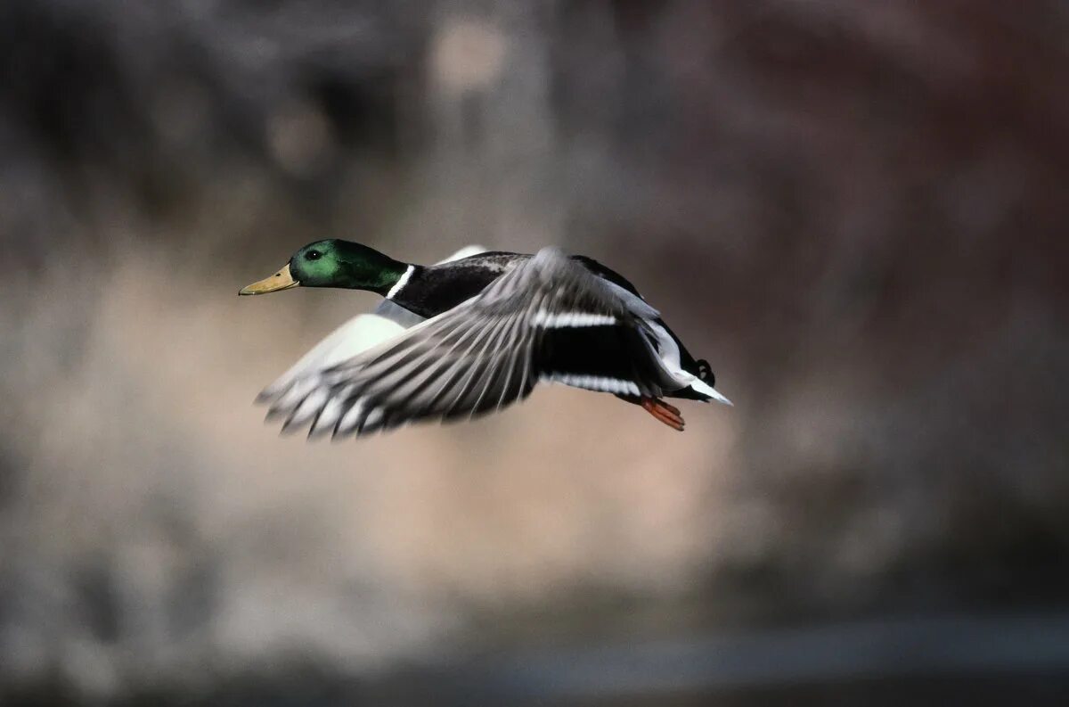 Филиппинская кряква. Пестроносая кряква. Утка кряква в полете. Утка летит. Утка в полете.