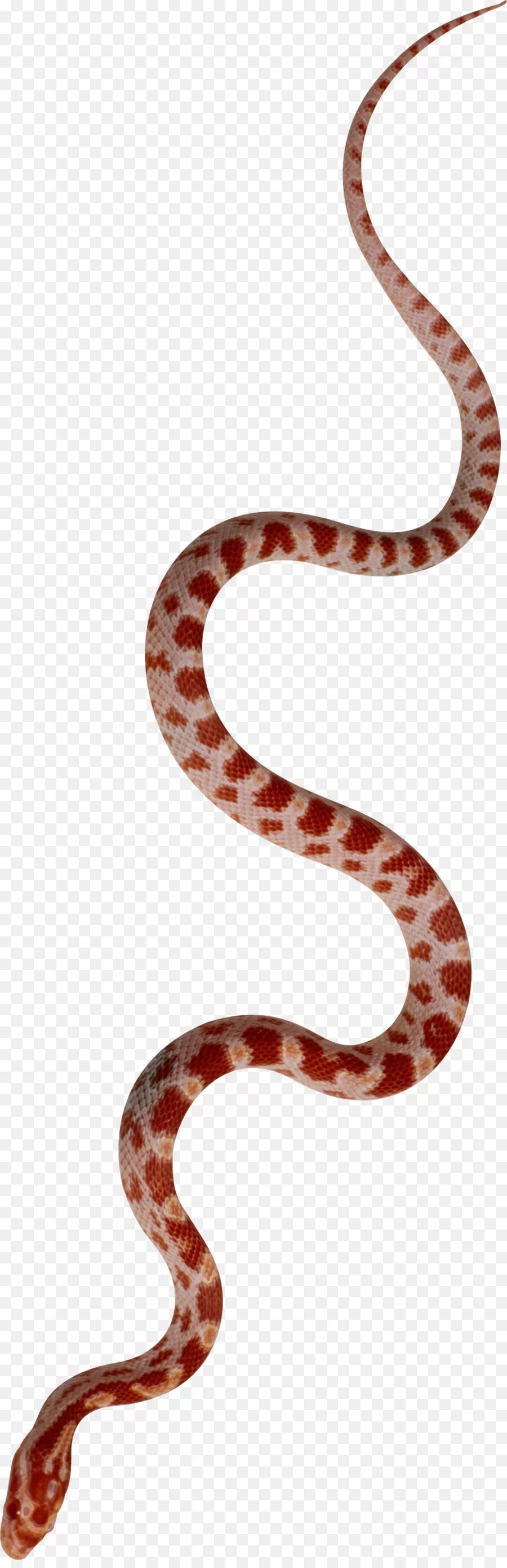 Змейка ползет. Змея ползет. Змея без фона. Змея на прозрачном фоне для фотошопа. Ползучая змея.