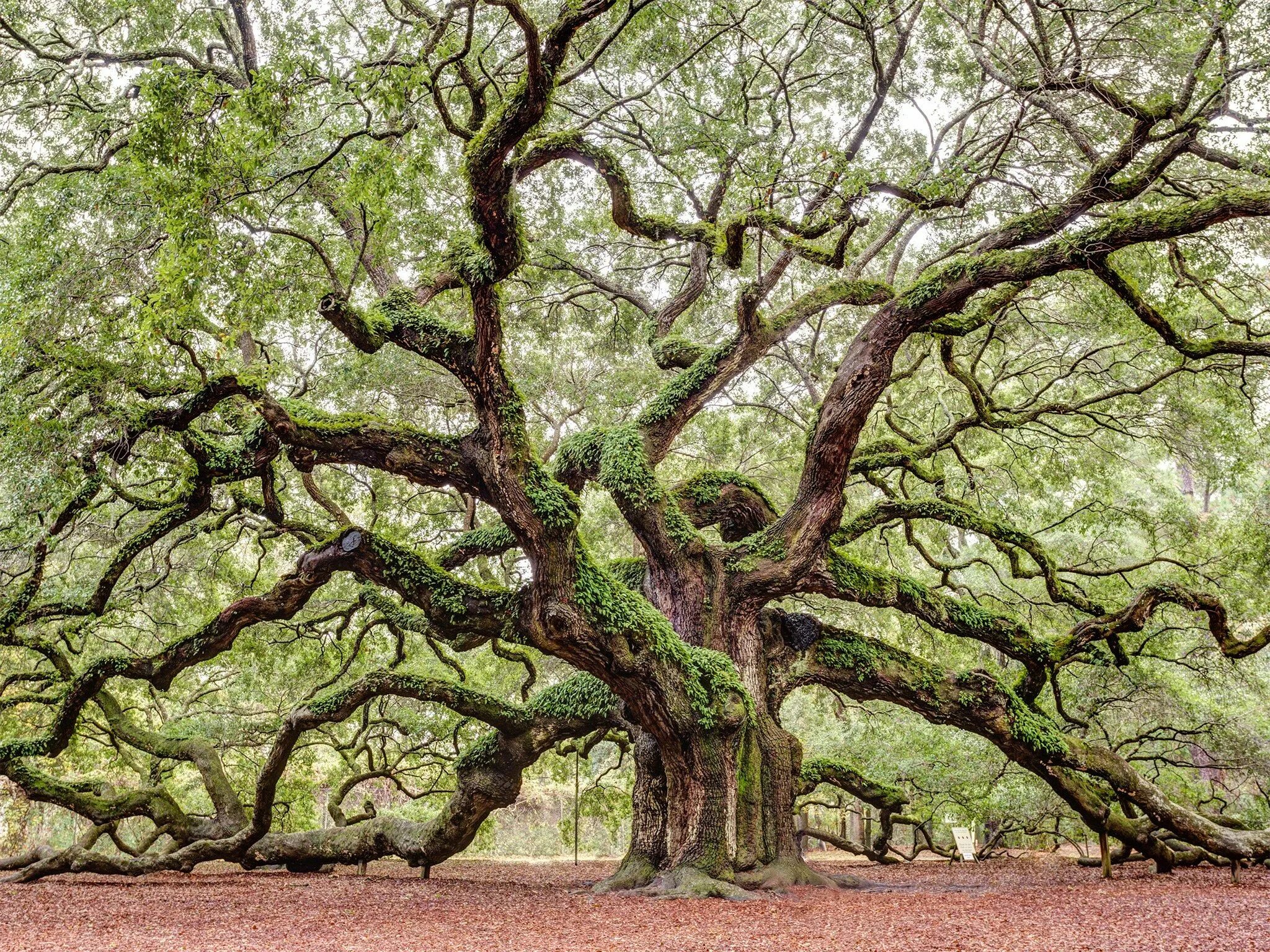 Ancient tree