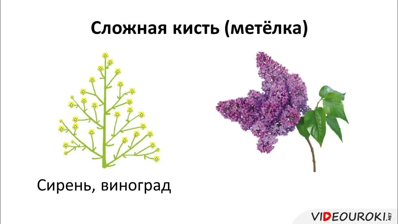 Ветка сирени разбор. Соцветие метелка сирень. Сирень строение соцветия. Метёлка (сирень, виноград). Виноград соцветие метелка.