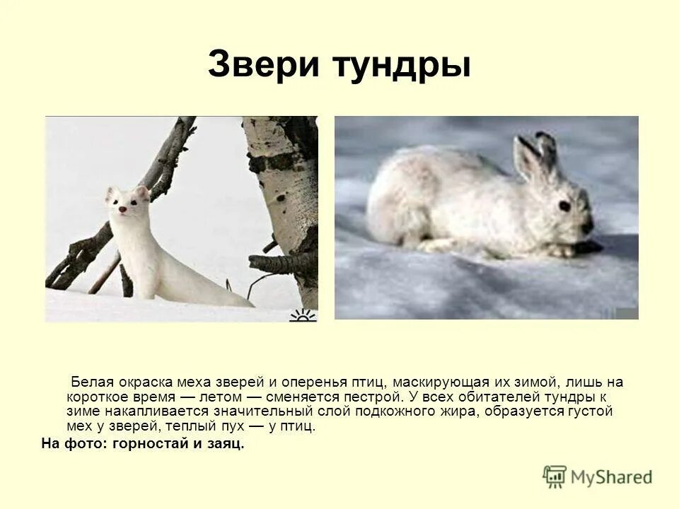 Приспособление животных к условиям. Условия жизни животных в тундре. Характєрістіка тундрв. Условия жизни животных в тундре. Приспособления животных в тундре.