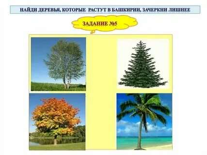 Какие деревья в башкортостане