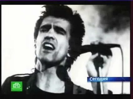 Наутилус помпилиус зерна