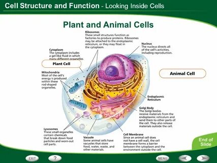 Many plant and animal