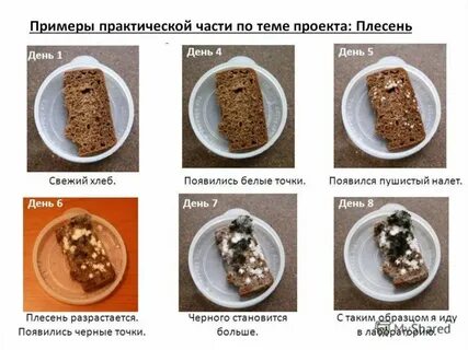На хлебе образуется плесень