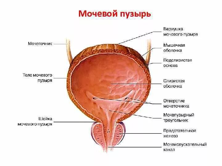 Внутреннее строение мочевого пузыря. Схема строения мочевого пузыря человека. Дно мочевого пузыря анатомия. Мочевой пузырь анатомия верхушка тело дно. Строение наружной оболочки мочевого пузыря.