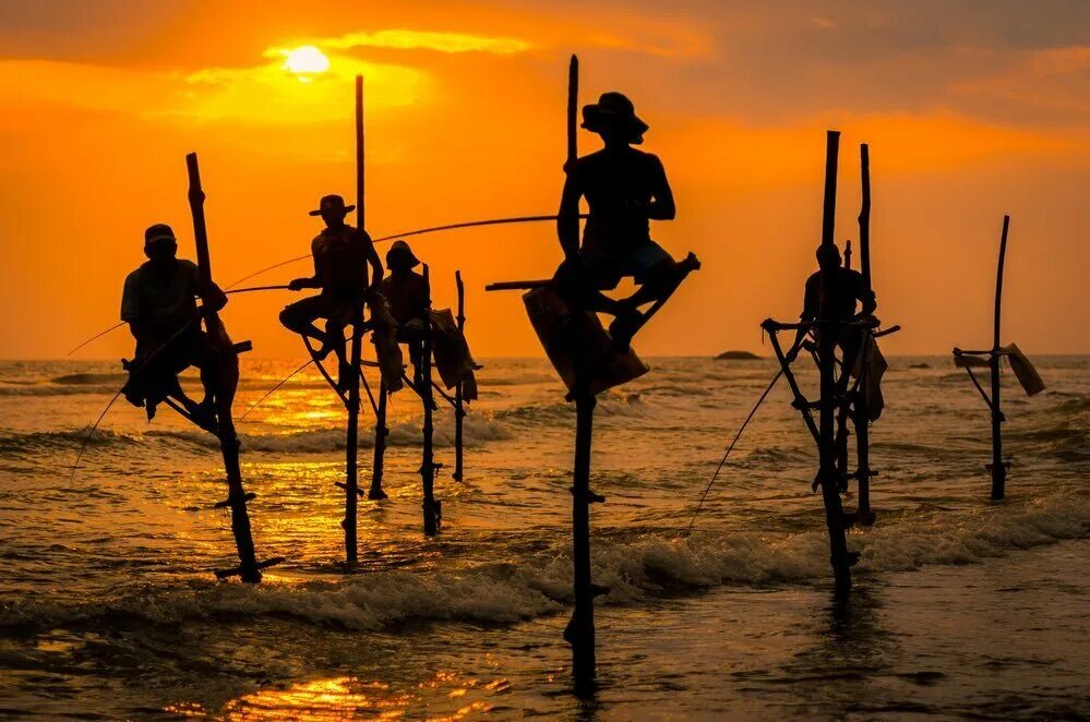 Рыбаки на Шри Ланке на шестах. Велигама Шри Ланка рыбаки. Рыбаки на палках Шри Ланка. Рыбаки на Шри Ланке.