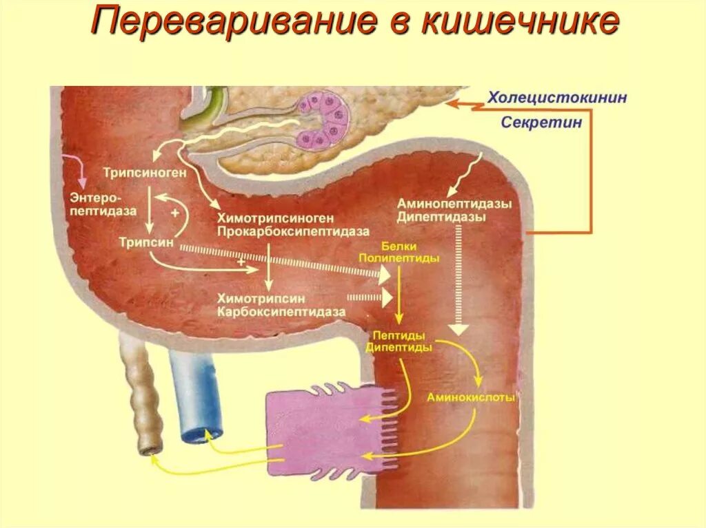 Перерваривание белка в кишечнике. Что переваривается в кишечнике. Пищеварение белков в кишечнике. Переваривание белков в тонком кишечнике.