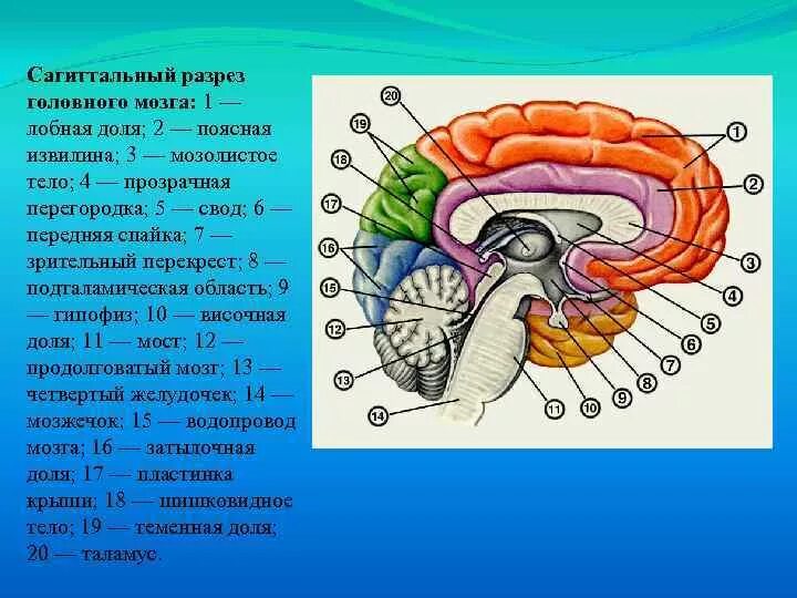 Срез головного мозга. Сагиттальный разрез головного мозга. медиальный разрез головного мозга. общий план строения головного мозга в сагиттальном разрезе. сагиттальный срез головного мозга анатомия.