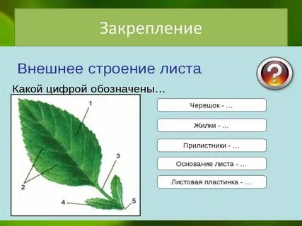 Внешнее и внутреннее строение листа тест 6